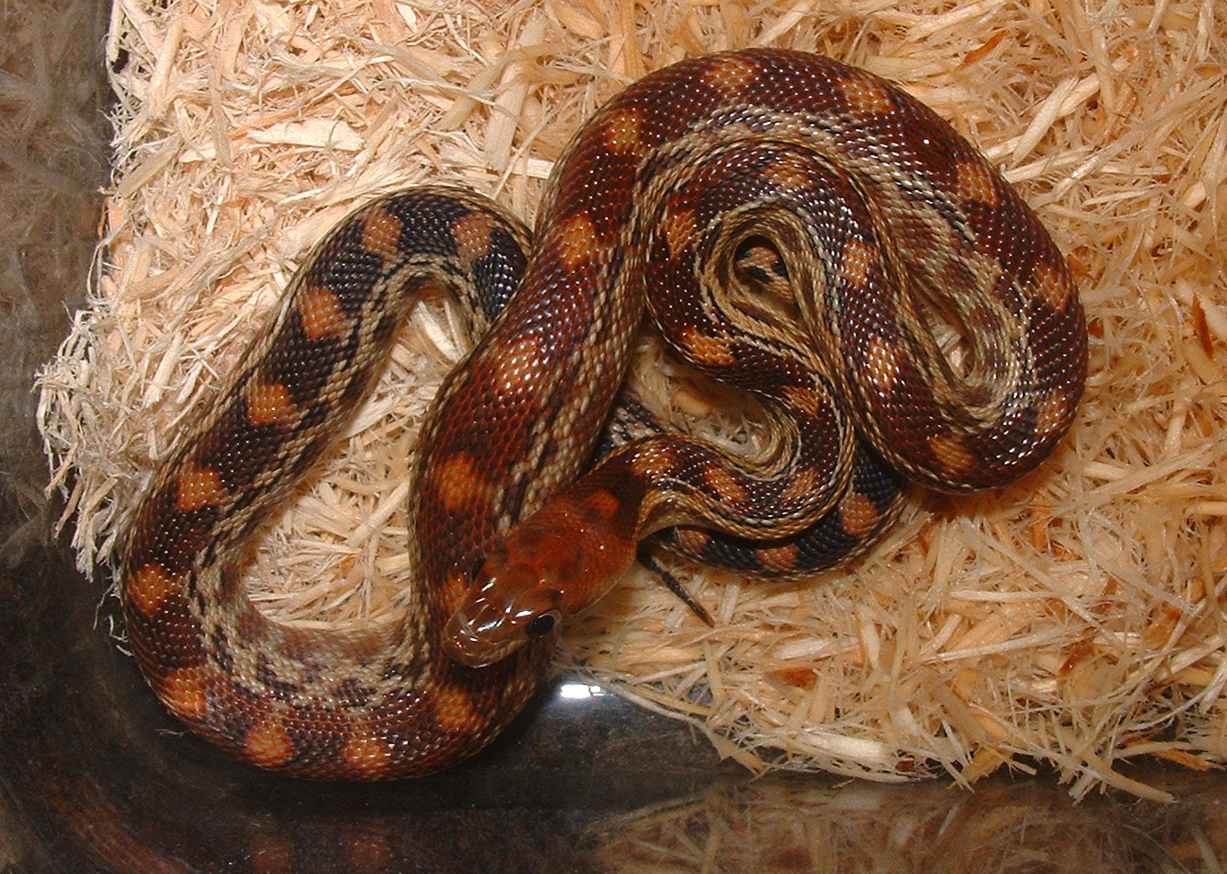 pituophis catenifer vertibralis 4